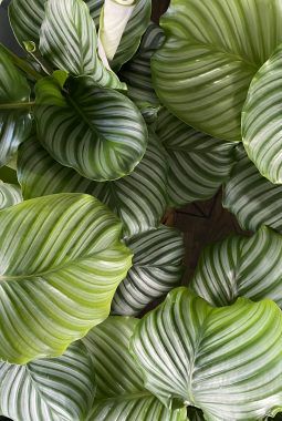 Calathea orbifolia